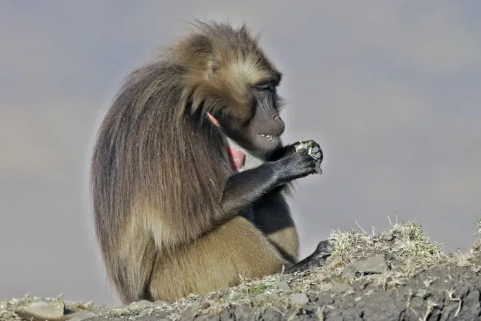 Framed Print : Gelada Baboon - sitting & eating. Simien mountains - Ethiopia - Africa Framed Print : Gelada Baboon - sitting & eating. Simien mountains - Ethiopia - Africa