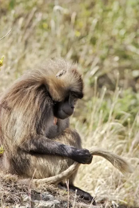 Framed Print : Gelada Baboon - sitting, examining tail. Simien mountains - Ethiopia - Africa Framed Print : Gelada Baboon - sitting, examining tail. Simien mountains - Ethiopia - Africa