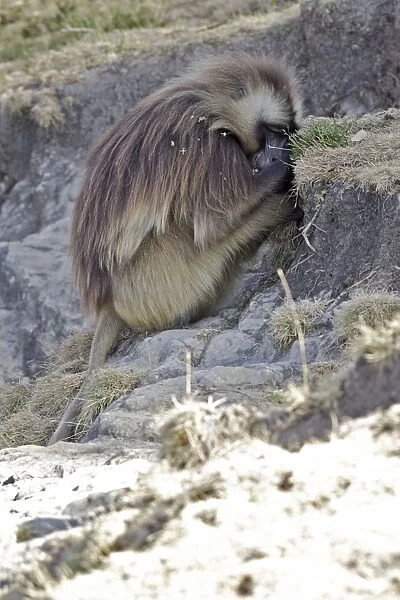 Gelada Baboon - sitting, resting in shade. Simien mountains - Ethiopia - Africa
