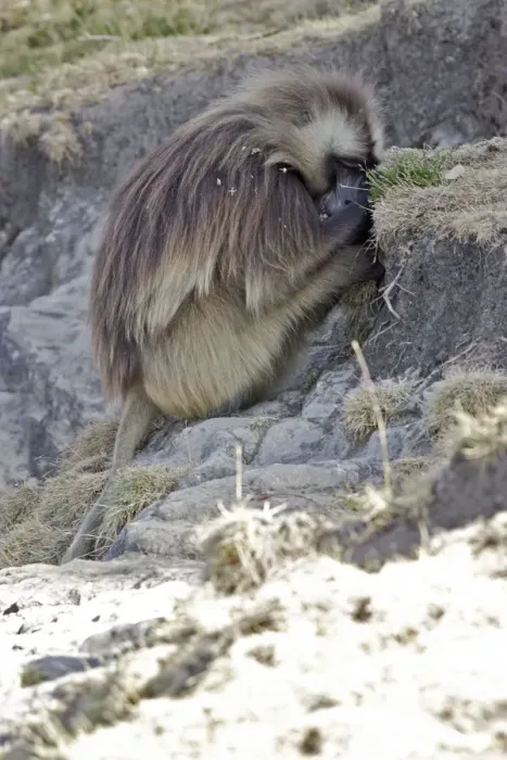 Framed Print : Gelada Baboon - sitting, resting in shade. Simien mountains - Ethiopia - Africa Framed Print : Gelada Baboon - sitting, resting in shade. Simien mountains - Ethiopia - Africa
