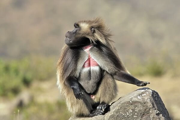 Gelada Baboon - sitting on rock. Simien mountains - Ethiopia - Africa