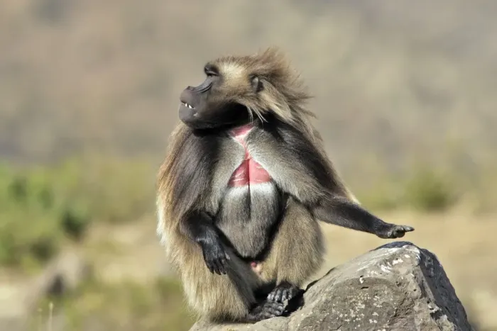 Framed Print : Gelada Baboon - sitting on rock. Simien mountains - Ethiopia - Africa Framed Print : Gelada Baboon - sitting on rock. Simien mountains - Ethiopia - Africa