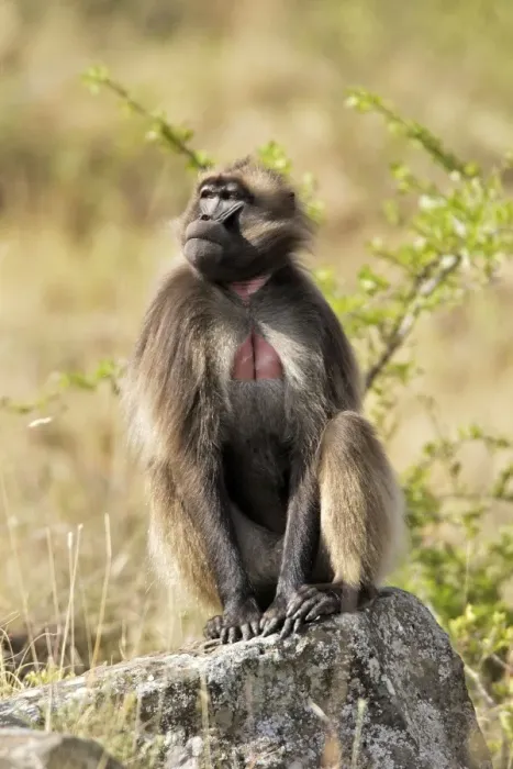 Framed Print : Gelada Baboon - sitting on rock. Simien mountains - Ethiopia - Africa
