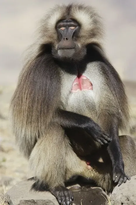Framed Print : Gelada Baboon - sitting. Simien mountains - Ethiopia - Africa Framed Print : Gelada Baboon - sitting. Simien mountains - Ethiopia - Africa
