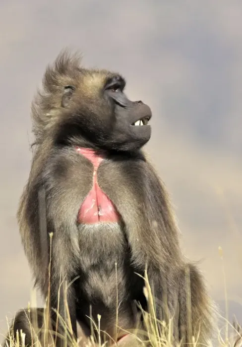 Framed Print : Gelada Baboon - sitting. Simien mountains - Ethiopia - Africa Framed Print : Gelada Baboon - sitting. Simien mountains - Ethiopia - Africa