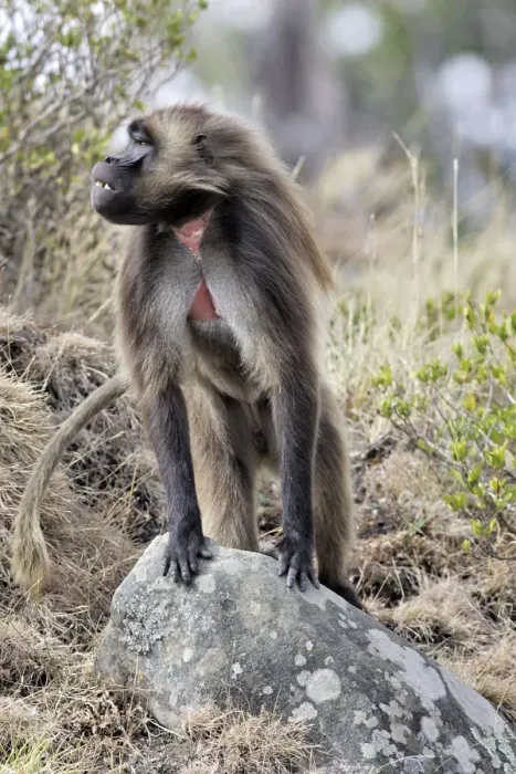 Framed Print : Gelada Baboon - standing on rock. Simien mountains - Ethiopia - Africa Framed Print : Gelada Baboon - standing on rock. Simien mountains - Ethiopia - Africa