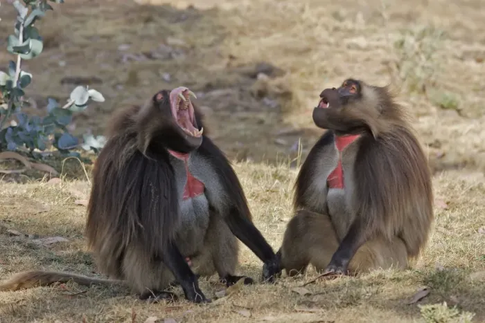 Framed Print : Gelada Baboon - two. Simien mountains - Ethiopia - Africa Framed Print : Gelada Baboon - two. Simien mountains - Ethiopia - Africa