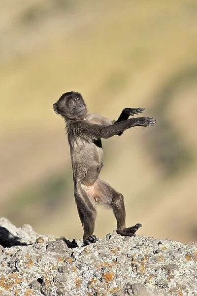 Gelada Baboon - young standing on hind legs. Simien mountains - Ethiopia - Africa
