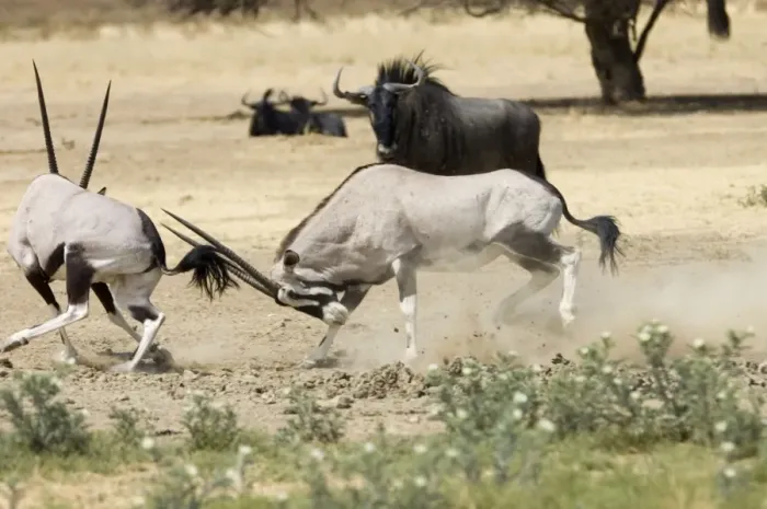 Framed Print : Gemsbok fight - Bulls fighting at waterhole in competition for female. Subspecies inhabits South West Arid Zones of Africa preferring level stony plains also ranging over sand dunes and rocky mountains Framed Print : Gemsbok fight - Bulls fighting at waterhole in competition for female. Subspecies inhabits South West Arid Zones of Africa preferring level stony plains also ranging over sand dunes and rocky mountains