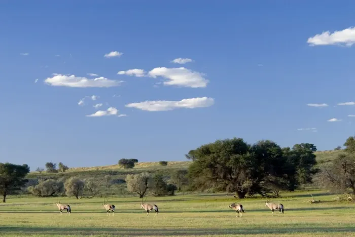 Framed Print : Gemsbok herd in evening light after good rains in the Auob Valley. Kgalagadi Transfrontier Park, Northern Cape, South Africa
