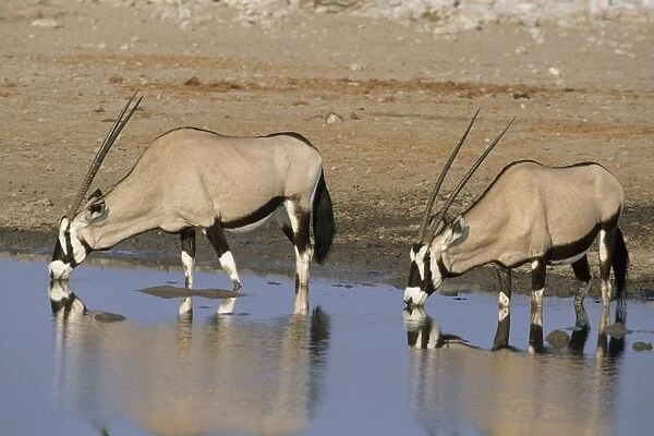 Gemsbok or Oryx - Drinking at Waterhole Etosha National Park, Namibia, Africa MA000805