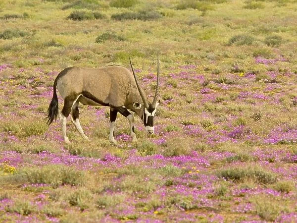 Gemsbok  /  Oryx - among flowers in a wet spring; Goegap reserve, Namaqualand, South Africa