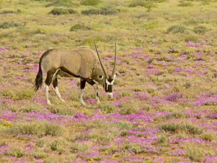 Framed Print : Gemsbok / Oryx - among flowers in a wet spring; Goegap reserve, Namaqualand, South Africa Framed Print : Gemsbok / Oryx - among flowers in a wet spring; Goegap reserve, Namaqualand, South Africa