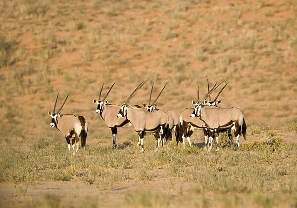 Gemsbok-Oryx-Huddled together at the foot of a dune Kgalagadi Transfrontier Park-South Africa-Botswana-Africa