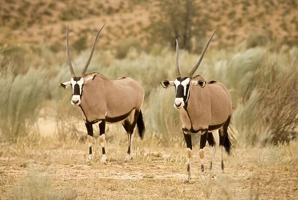 Gemsbok-Oryx-In a Dry River Bed Kgalagadi Transfrontier Park-South Africa-Botswana-Africa