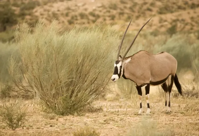 Framed Print : Gemsbok-Oryx-In a Dry River Bed Kgalagadi Transfrontier Park-South Africa-Botswana-Africa
