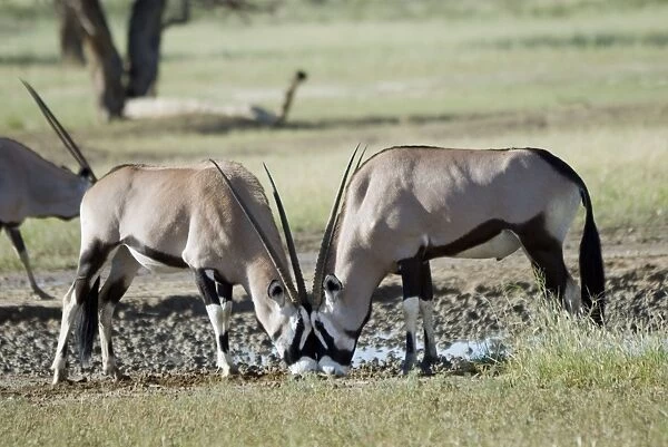 Gemsbok  /  Oryx licking salt at Kwang waterhole. Discontinuous distribution; occurs in Somali-Masai and South West Arid Zones. Kgalagadi Transfrontier Park, Northern Cape, South Africa