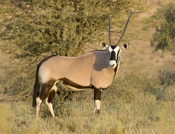 Gemsbok-Oryx- Portrait Kgalagadi Transfrontier Park-South Africa-Botswana-Africa