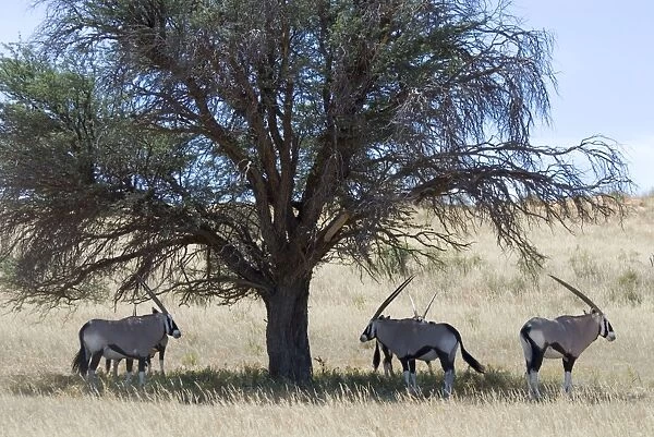 Gemsbok  /  Oryx resting in shade during heat of day. Discontinuous distribution; occurs in Somali-Masai and South West Arid Zones. Kgalagadi Transfrontier Park, Northern Cape, South Africa