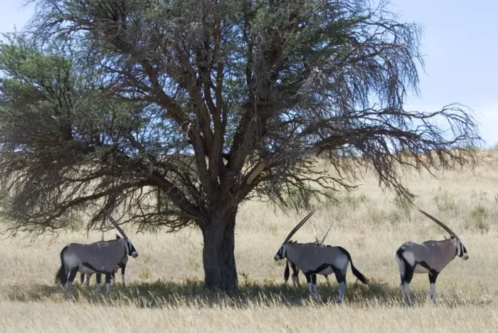 Framed Print : Gemsbok / Oryx resting in shade during heat of day. Discontinuous distribution; occurs in Somali-Masai and South West Arid Zones. Kgalagadi Transfrontier Park, Northern Cape, South Africa Framed Print : Gemsbok / Oryx resting in shade during heat of day. Discontinuous distribution; occurs in Somali-Masai and South West Arid Zones. Kgalagadi Transfrontier Park, Northern Cape, South Africa