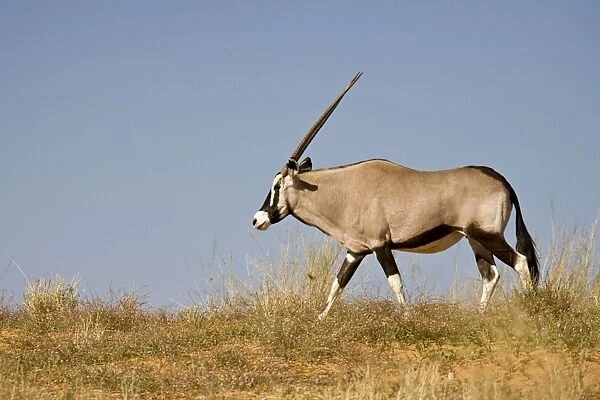 Gemsbok-Oryx-Walking along the crest of a Kalahari Dune Kgalagadi Transfrontier Park-South Africa-Botswana-Africa
