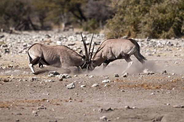 Gemsbok - pair fighting - Etosha National Park - Namibia