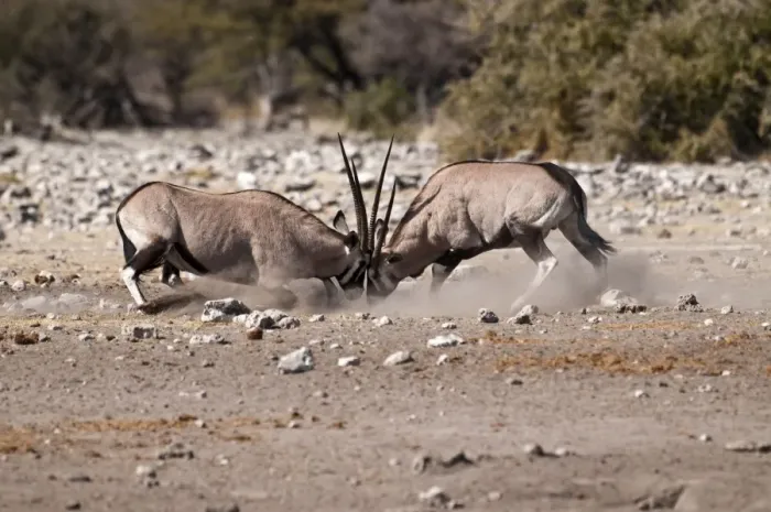 Framed Print : Gemsbok - pair fighting - Etosha National Park - Namibia Framed Print : Gemsbok - pair fighting - Etosha National Park - Namibia