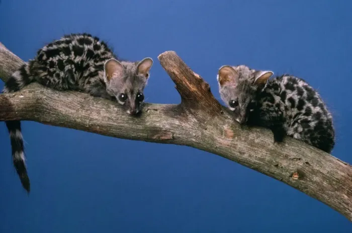 Framed Print : Genet - baby Framed Print : Genet - baby
