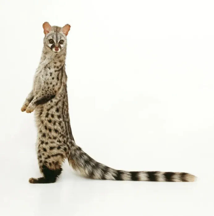Framed Print : Genet TEA 121 © Andy Teare / ardea. com Framed Print : Genet TEA 121 © Andy Teare / ardea. com