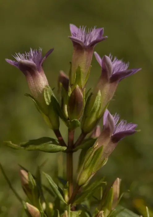 Framed Print : Gentian. ROG-11601. Gentian. chalk downland Framed Print : Gentian. ROG-11601. Gentian. chalk downland