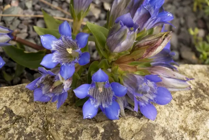 Framed Print : A gentian (Gentiana affinis). USA Framed Print : A gentian (Gentiana affinis). USA