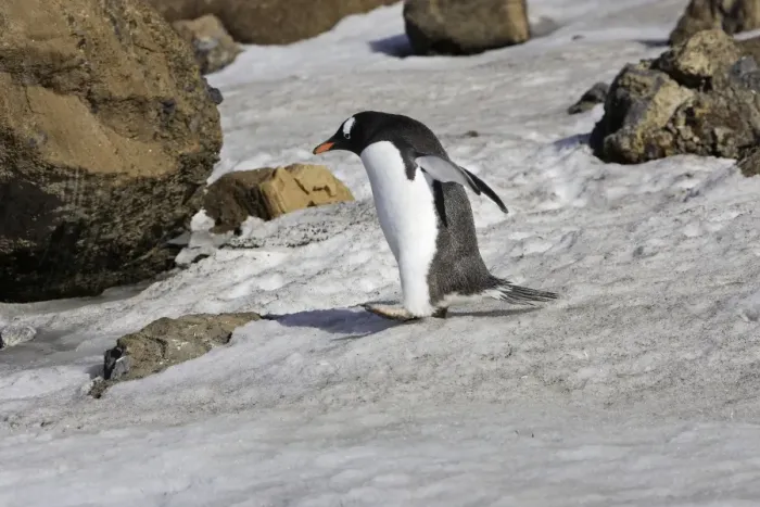 Framed Print : Gentoo Penguin. Brown Bluff - Antarctic Peninsula Framed Print : Gentoo Penguin. Brown Bluff - Antarctic Peninsula