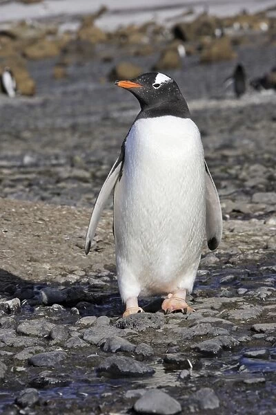Gentoo Penguin. Brown Bluff - Antarctic Peninsula