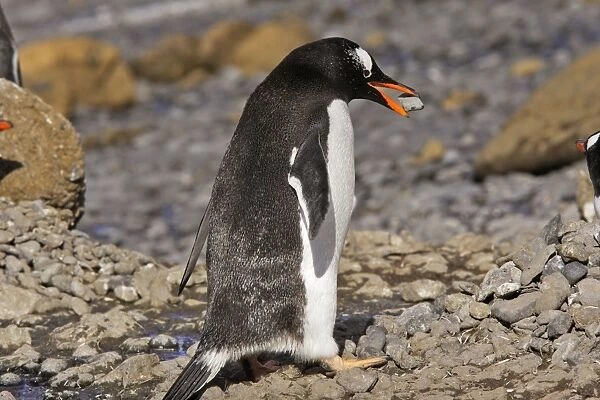 Gentoo Penguin Brown Bluff Antarctic Peninsula