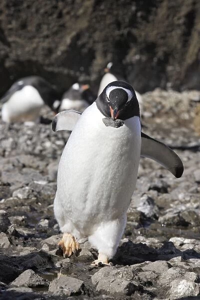 Gentoo Penguin - carrying pebble back to nest. Brown Bluff - Antarctic Peninsula