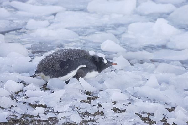 Gentoo Penguin - Chick on icy shoreline Pygoscelis papua Neko Harbour Antarctic Penninsular BI007710