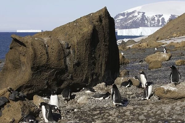 Gentoo Penguin - colony. Brown Bluff - Antarctic Peninsula