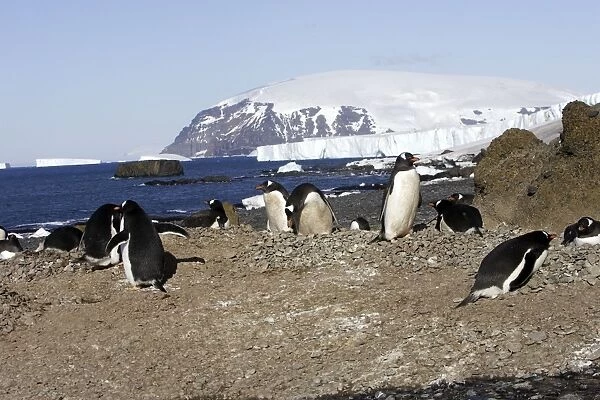 Gentoo Penguin - colony. Brown Bluff - Antarctic Peninsula