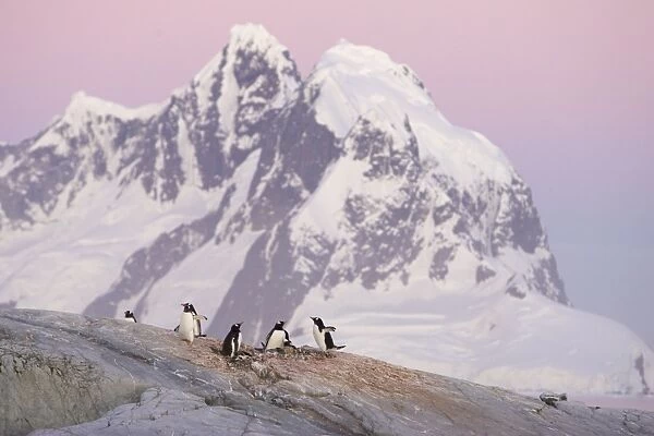 Gentoo Penguin - Colony at sunset Petermann Island, Antarctica