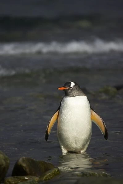 Gentoo Penguin - Emerging from sea Pygoscelis papua Ronge Island Antarctica Penninsular BI007745