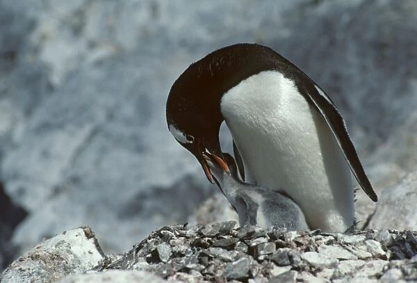 Gentoo Penguin - Feeding Chick Paradise Bay, Antarctica BI006892