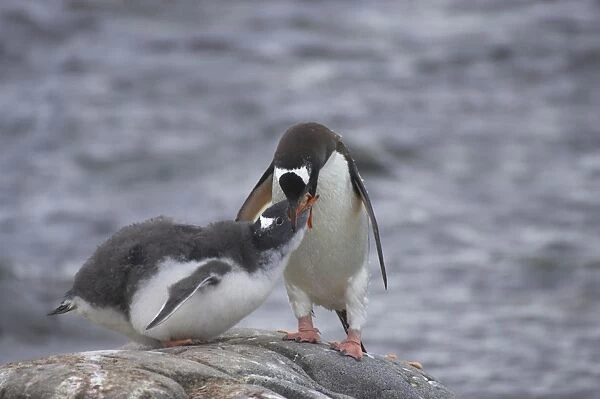 Gentoo Penguin - Feeding chick Pygoscelis papua Port Lockeroy Antarctic Penninsular BI007785