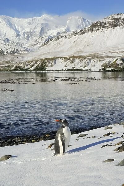 Gentoo Penguin - with landscape, South Georgia, Antarctica