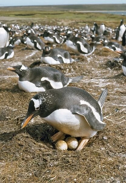Gentoo Penguin - at nest Falkland Islands