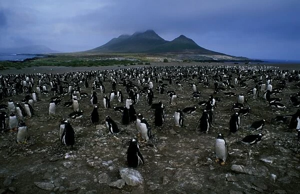 Gentoo penguin - nesting colony