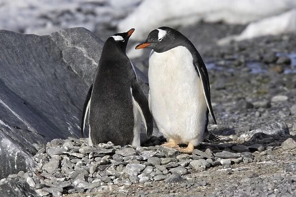 Gentoo Penguin - pair. Brown Bluff - Antarctic Peninsula