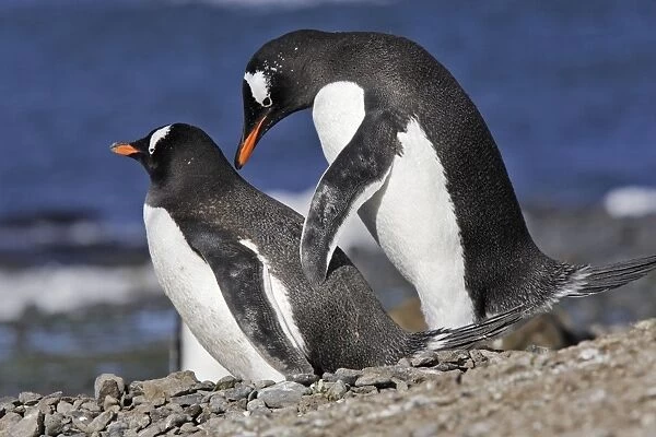 Gentoo Penguin - pair mating. Brown Bluff - Antarctic Peninsula
