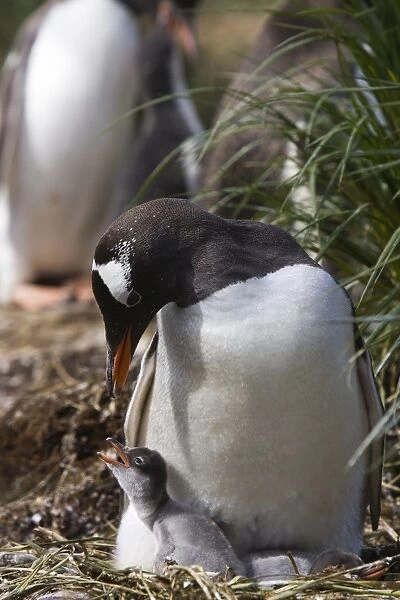 Gentoo Penguin - Parent and 2-4 day old chick Gold Harbor, South Georgia