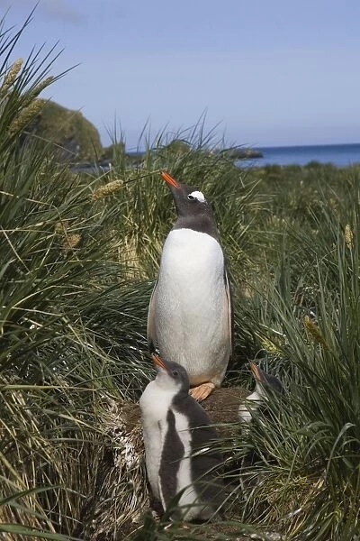 Gentoo Penguin - Parent and 2-4 week old chick Gold Harbor, South Georgia