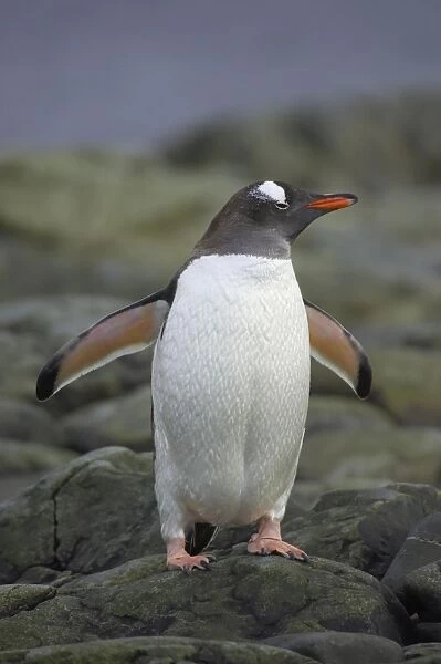 Gentoo Penguin Pygoscelis papua Ronge Island Antarctica Penninsular BI007734